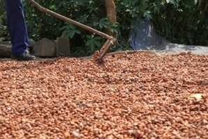 Le chocolatier Mars soutient le prix minimum du cacao en Côte d'Ivoire et au Ghana | Questions de développement ... | Scoop.it