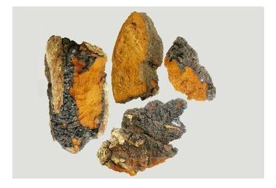 #MYCOTHÉRAPIE : Des champignons efficaces contre les #tumeurs #cancer #hcsmeufr  | autour du CANCER | Scoop.it