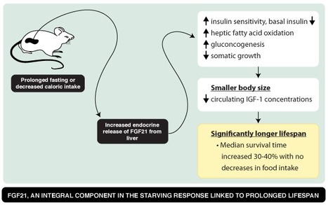 FGF21 overexpression leads to significant lifespan extension in mice (38 months vs. 28 months) | Amazing Science | Scoop.it