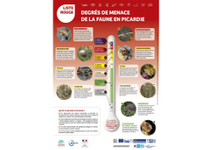 Les Listes rouges des espèces animales picardes expliquées pour tous ! | Insect Archive | Scoop.it