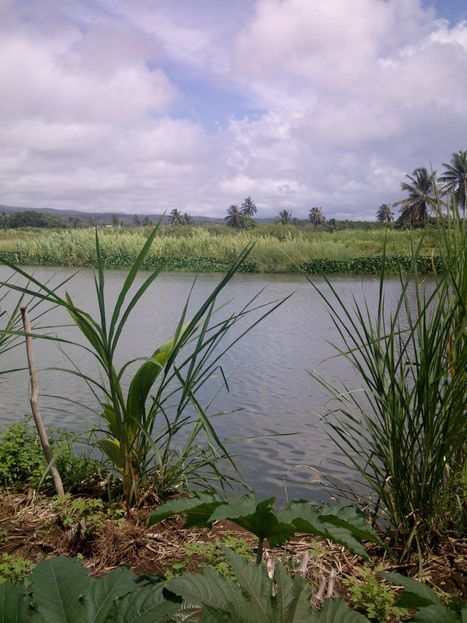 Le suivi annuel des cours d’eau de Guadeloupe -Pôle-relais Zones Humides Tropicales | Biodiversité | Scoop.it