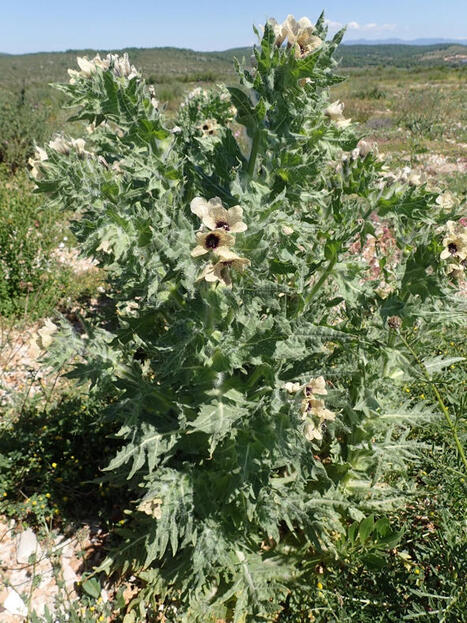 L'ECHO DEMETER : La jusquiame noire, empoisonneuse devenant rare | L'ECHO DEMETER | Scoop.it