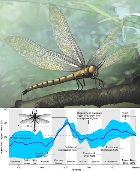 Insectes g&eacute;ants : la th&eacute;orie de l&rsquo;oxyg&egrave;ne vacille face &agrave; une nouvelle &eacute;tude | EntomoNews | Scoop.it