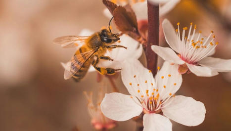 En mati&egrave;re de cervelle, comme ailleurs, la taille ne fait pas tout | EntomoScience | Scoop.it