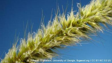 Biofuels boom threatens to disrupt global biodiversity | BIODIVERSITY IS LIFE  – | Scoop.it