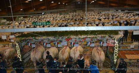 Festival du boeuf à huis clos à Charolles : le concours de bovins de boucherie reste exceptionnel | Actualité Bétail | Scoop.it