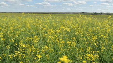 CANADA: Facing tariffs, canola farmers call on the government for help  | AMÉRIQUES | Scoop.it