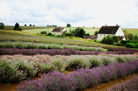 Lavender landscape | 1001 Gardens | 1001 Gardens ideas ! | Scoop.it