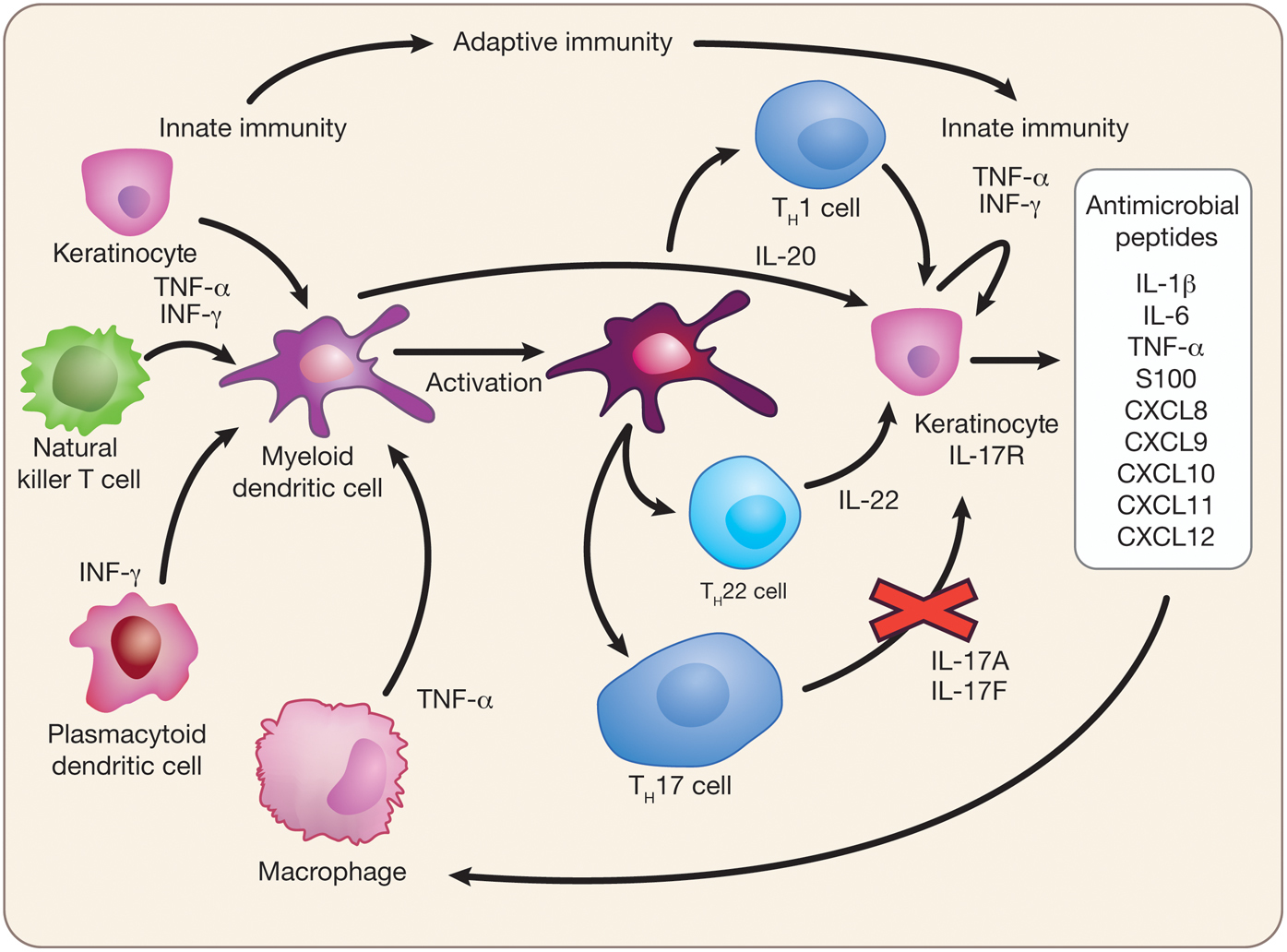 Novartis IL17A inhibitor mab Secukinumab in A...