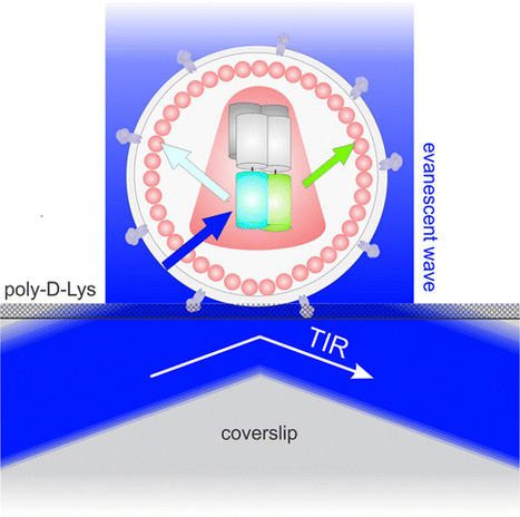 HIV Virions as Nanoscopic Test Tubes for Probing Oligomerization of the Integrase Enzyme - ACS Nano | Genetic Engineering Publications - GEG Tech top picks | Scoop.it