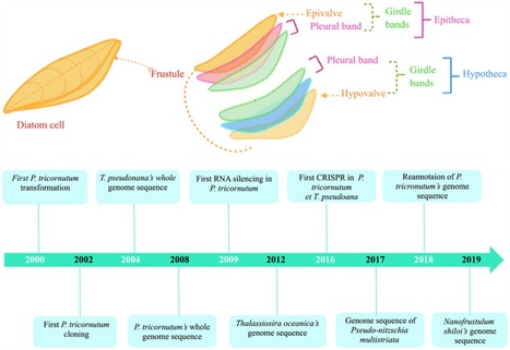 Review in Am J Plant Sci • Desgagné-Penix Lab 2020 • Diatoms’ Breakthroughs in Biotechnology: Phaeodactylum tricornutum as a Model for Producing High-Added Value Molecules | Reviews | Scoop.it