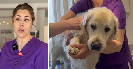 Veterin&auml;r varnar f&ouml;r farlig smitta hos hundar: &rdquo;Rej&auml;lt sjuka&rdquo; | 1Uutiset - Lukemisen t&auml;hden | Scoop.it