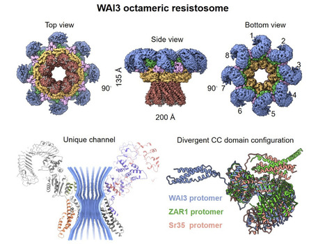 bioRxiv: An activated wheat CCG10-NLR immune receptor forms an octameric resistosome (2025) | Publications from The Sainsbury Laboratory | Scoop.it