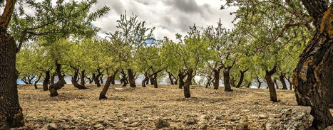 Xylella Fastidiosa Threatens Andalusia | CIHEAM Press Review | Scoop.it