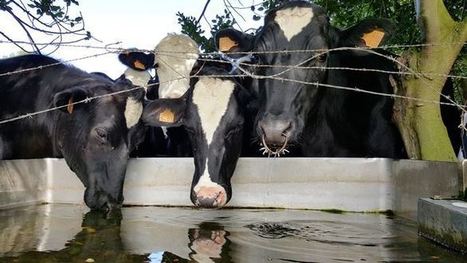 Abreuvement des animaux Plus d'eau pour plus de lait, c'est possible ! | Lait de Normandie... et d'ailleurs | Scoop.it