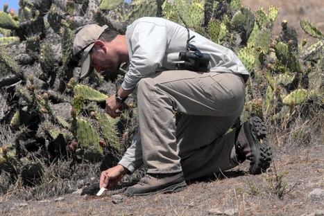 Nonnative mule deer now in Catalina Island Conservancy's cross-hairs | Coastal Restoration | Scoop.it