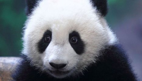 Pourquoi la Chine applique-t-elle la reconnaissance faciale aux pandas? | GREENEYES | Scoop.it