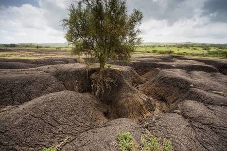 FAO - News Article: Save Our Soils: Finding ways to stop erosion | World Science Environment Nature News | Scoop.it