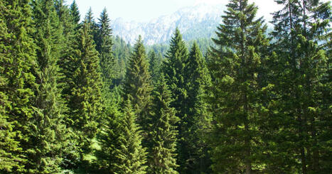DURABILITES : Face à la sécheresse, la Suisse brumise la plus grande forêt de pins des Alpes | DURABILITES | Scoop.it