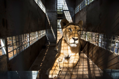 The Ongoing Disgrace of South Africa’s Captive-Bred Lion Trade | Coastal Restoration | Scoop.it