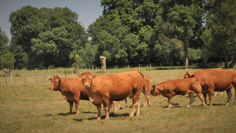 Le poids de l’UE dans le commerce mondial de viande bovine diminue | Actualité Bétail | Scoop.it