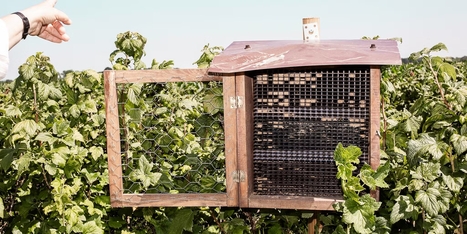 En Bourgogne, les producteurs de cassis misent sur les bienfaits d’un retour de la biodiversité | Vers la transition des territoires ! | Scoop.it