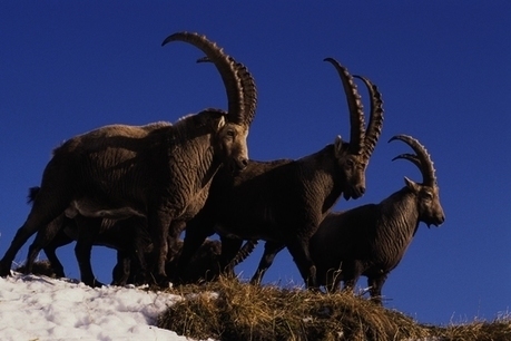 Reprise de l&rsquo;abattage des bouquetins du Bargy ? | Biodiversit&eacute; | Scoop.it