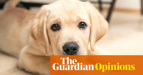 I have finally mastered meditation – with the help of my tiny new puppy | Joel Snape | The Guardian | Meditation Practices | Scoop.it
