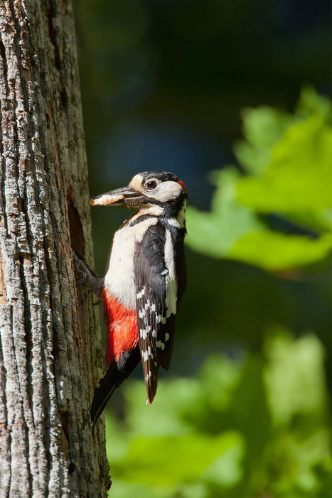 10 lieux incontournables pour observer les oiseaux en Catalogne | Catalunya Experience | Biodiversit&eacute; | Scoop.it