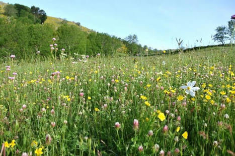 Comment mieux comprendre la flore des prairies ? | Biodiversité | Scoop.it