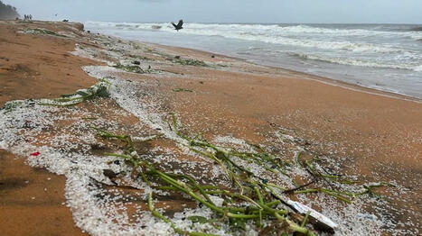 Marine Pollution Alert: Nurdles from MSC ELSA 3 Shipwreck Threaten Kerala Coast / le 28.05.2025 | Pollution accidentelle des eaux (+ déchets plastiques) | Scoop.it