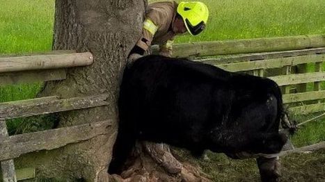 Northallerton cow with head stuck in tree released - BBC News | Episode 5: Extra News | Scoop.it