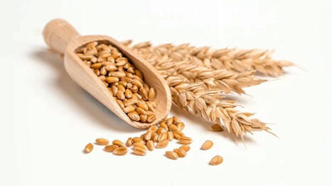 Yemen buys French wheat for the first time in 4 years | MED-Amin network | Scoop.it