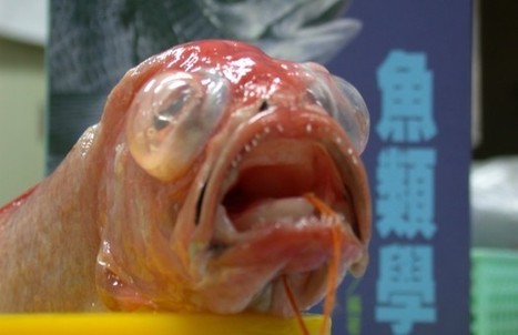 Chez les animaux, les moches savent se d&eacute;fendre | Trollface , meme et humour 2.0 | Scoop.it