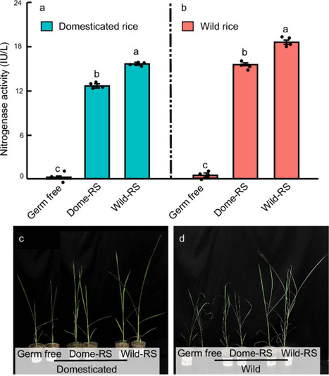 Domesticated rice alters the rhizosphere microbiome, reducing nitrogen fixation and increasing nitrous oxide emissions | Plant-Microbe Symbiosis | Scoop.it