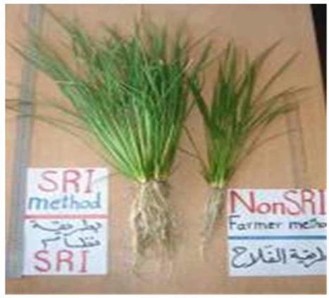 IRAQ: Water Savings, Yield, and Economic Benefits of Using SRI Methods with Deficit Irrigation in Water-Scarce Southern Iraq | SRI Global News ++ March - May 2025    System of Rice Intensification (SRI) | Scoop.it