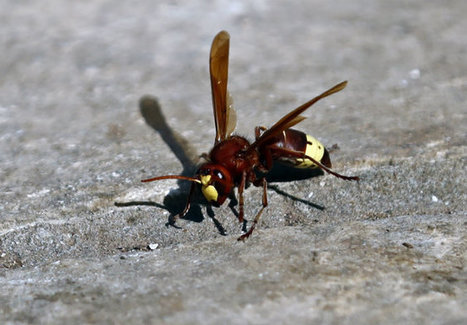 Un premier nid de frelons asiatiques découvert en Belgique | Variétés entomologiques | Scoop.it