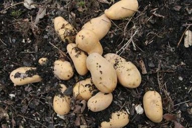 OGM-UE : La justice annule les autorisations de la pomme de terre Amflora | Questions de développement ... | Scoop.it