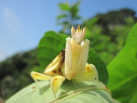 [Photos] Des animaux qui imitent les plantes | Variétés entomologiques | Scoop.it