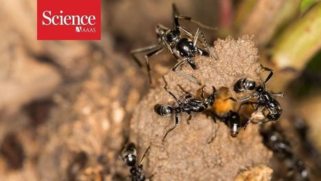 [Vidéo] Soigner les individus blessés au combat semble fournir un avantage important à l'ensemble de la colonie | EntomoNews | Scoop.it