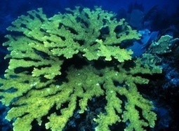 Freezing Life: Cryogenics Is The Last Hope For Many Endangered Species | Singularity Hub | Science News | Scoop.it