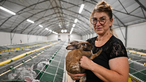 La viande de lapin bient&ocirc;t de retour dans les cantines du Mans&nbsp;? - Ouest France [Abonn&eacute;s] | Agriculture en Pays de la Loire | Scoop.it