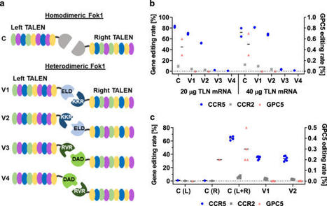 Optimisation of a TALE nuclease targeting the HIV co-receptor CCR5 for clinical application - Gene Therapy | TAL effector science | Scoop.it