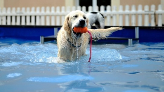 Comment protéger son chien des coups de chaleur ? - France 3 Normandie