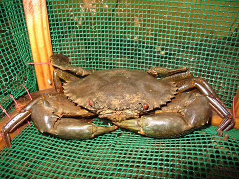 Réglementation sur la pêche des langoustes, cigales de mer et crabes de mangrove à Mayotte | Biodiversité | Scoop.it