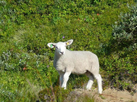 La production d’agneau rebondit en Europe | Actualité Bétail | Scoop.it