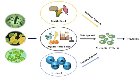 Current trends and possibilities of typical microbial protein production approaches: a review | RMH | Scoop.it