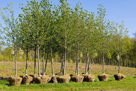 Plantation d'un milliard d'arbres en France d'ici 10 ans - www.terre-net.fr | Gestion Durable des Ressources | Scoop.it