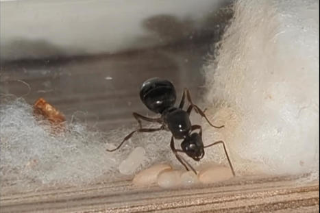 Chez les fourmis, la reine peut devenir ouvrière si les circonstances l'imposent | EntomoNews | Scoop.it