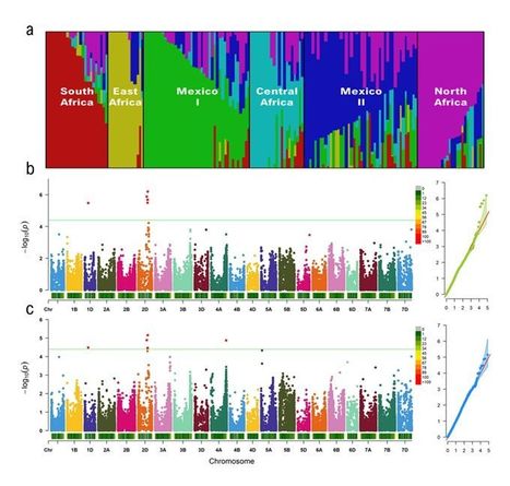 Preprint for Scientific reports &bull; Belzile Lab 2021 &bull; GWAS identifies a wheat orthologue of the rice D11 gene as an important contributor to grain size in an international collection of hexaploid wh... | Originals | Scoop.it